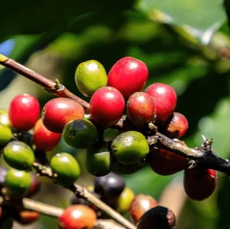 Close-up of Bali Blue coffee berries on a branch with green leaves in the background