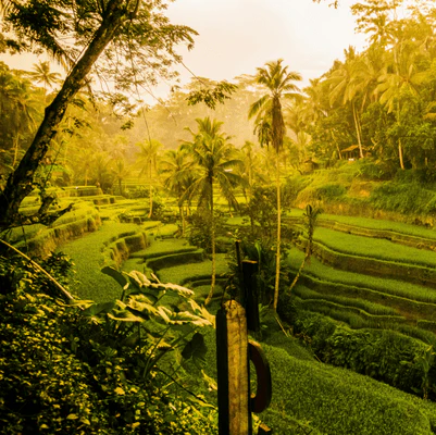 Tropical landscape with rice terraces and lush greenery on a coffee plantation in Bali