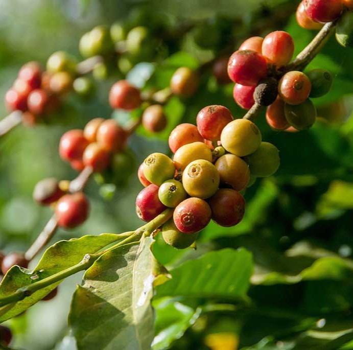 Coffee berries on a branch with green leaves on a Brasil Coffee Farm