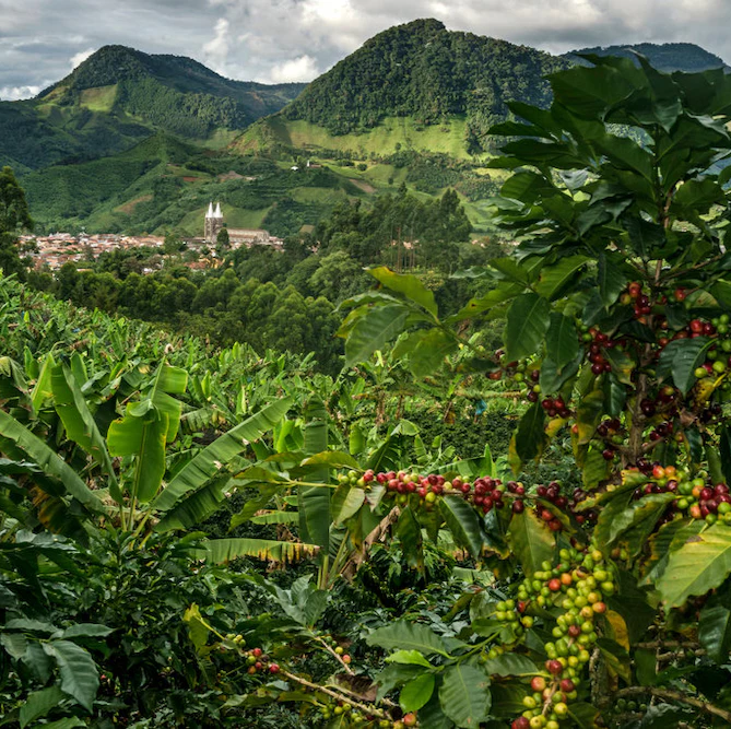 Coffee plantation in Colombia with mountains in the background