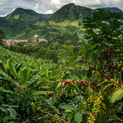 Coffee plantation in Colombia with mountains in the background