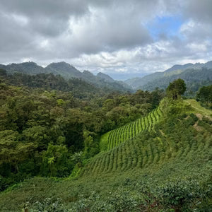 Hilly landscape with coffee plantations and dense greenery under a cloudy sky.