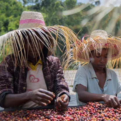 Three women on a Ethiopian coffee farm sorting coffee beans outdoors with straw hats.