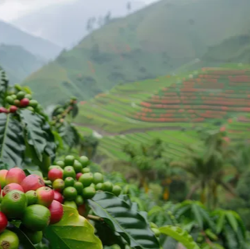 Coffee cherries on a tree with terraced fields and mountains in the background Chikhaldara India