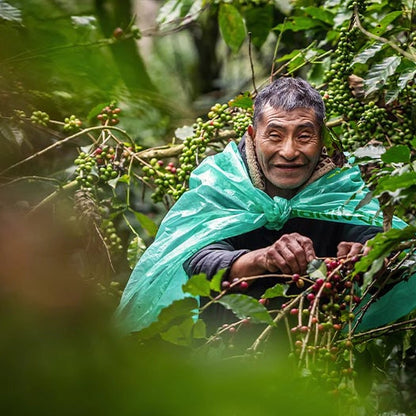Man harvesting coffee berries on a coffee plantation in Honduras