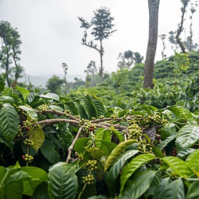 Coffee trees with green berries in a coffee plantation in India