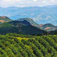 Colombia coffee plantation with mountains in the background