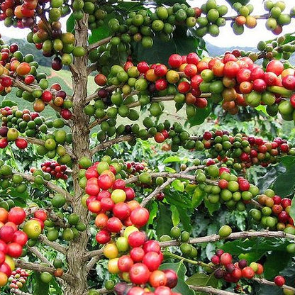 Coffee tree with red and green coffee berries in a natural setting in Colombia