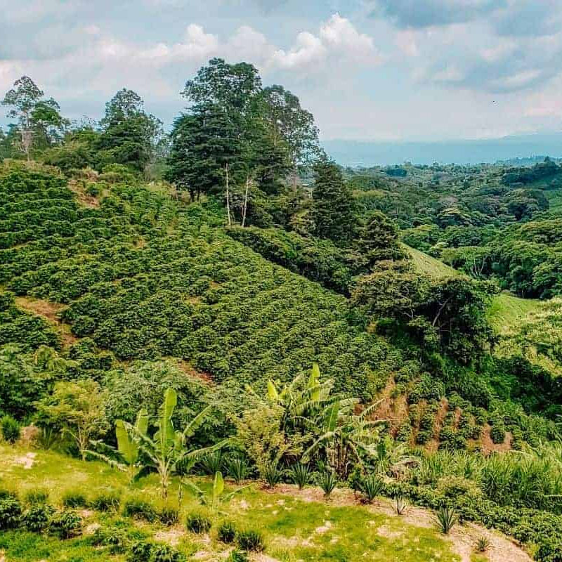 Green coffee plantation with trees and a cloudy sky in Costa Rica
