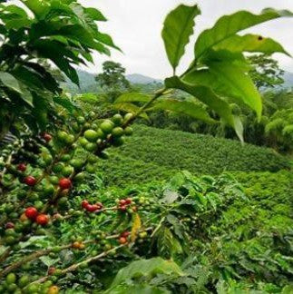 Coffee plants with green and red berries in a coffee plantation in Costa Rica