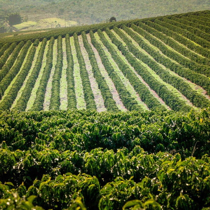 Coffee plantation in Ethiopia with rows stretching into the distance.