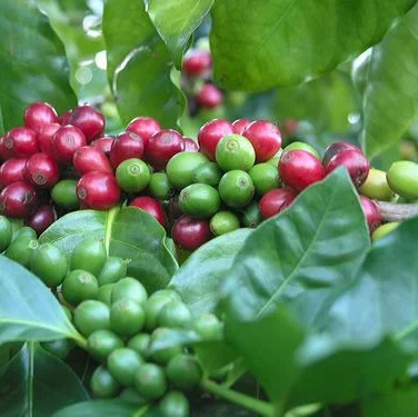Close-up of heritage coffee berries in Ethiopia on a branch with green leaves