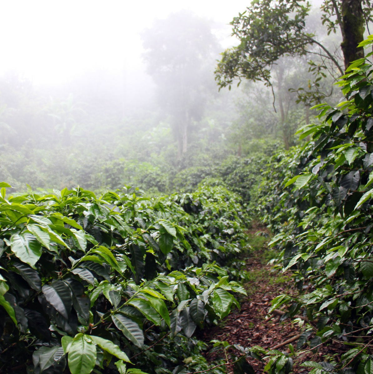 Coffee plantation in a misty forest