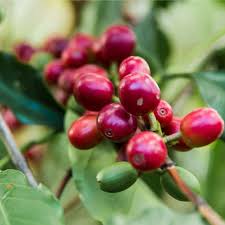 Close-up of red coffee berries on a branch with green leaves.