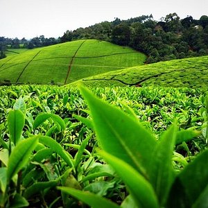 Coffee Plantaton in Kenya with rows of green coffee leaves under a cloudy sky.