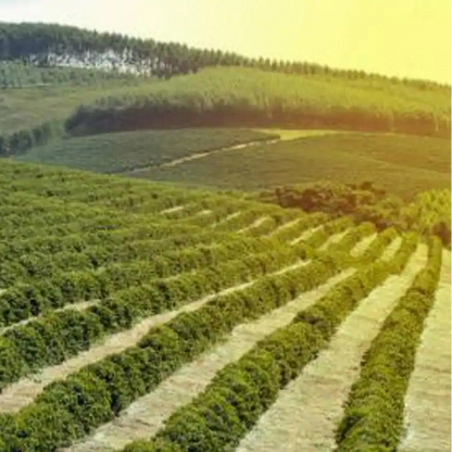 Kenyan coffee plantation field with rows of coffee plants under a bright sky