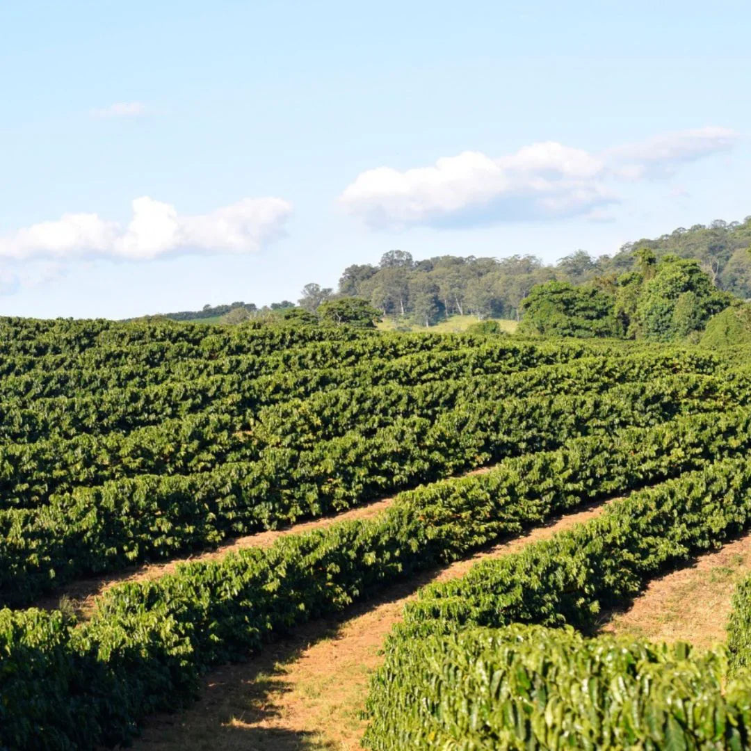 Coffee plantation with rows of coffee trees under a blue sky.