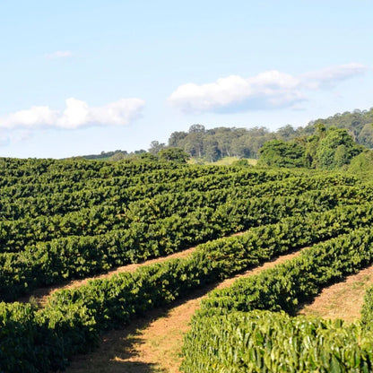 Coffee plantation with rows of coffee trees under a blue sky.