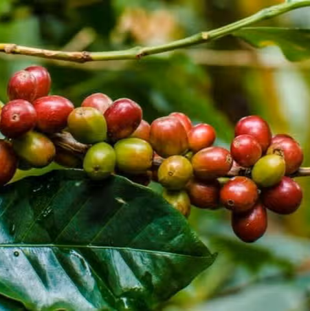 Coffee berries on a branch with green leaves in Colombia
