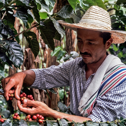 Man in a straw hat and plaid shirt picking coffee beans from a tree on a Colombia coffee farm