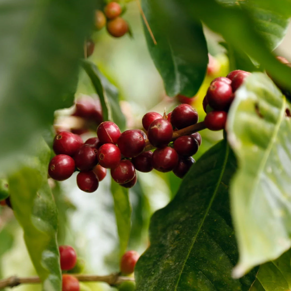 Close-up of red coffee berries on a branch with green leaves.