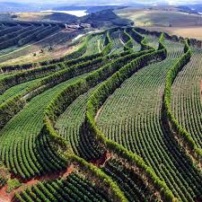 Aerial view of terraced coffee plantations with a mountainous landscape in the background.
