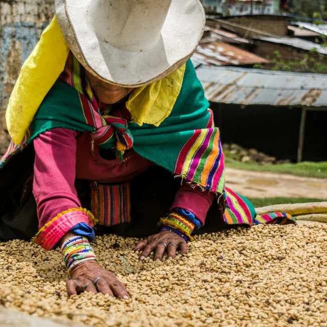 Worker in Peru sorting coffee beans outdoors in a coffee farm setting