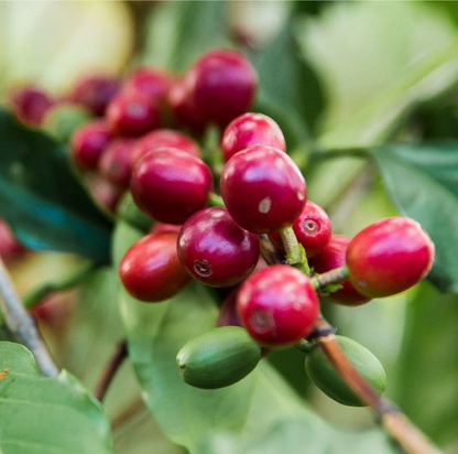 Red coffee berries on a branch with green leaves in Peru