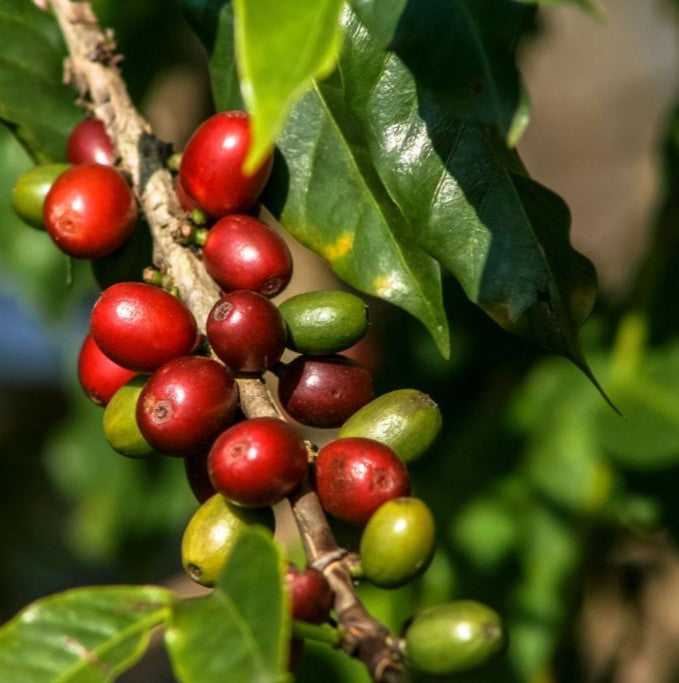 Red and green coffee berries on a branch with leaves in Piura Amazonas