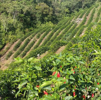 Hillside with rows of coffee and trees at a coffee farm in Piura Peru
