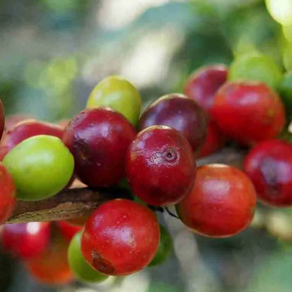 Close-up of red and green coffee berries on a branch in Sumatra with a blurred natural background.
