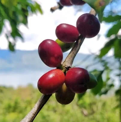 Red coffee berries on a branch with a blurred natural background