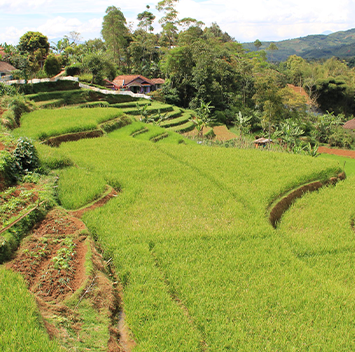 Terraced rice fields with a village in the background