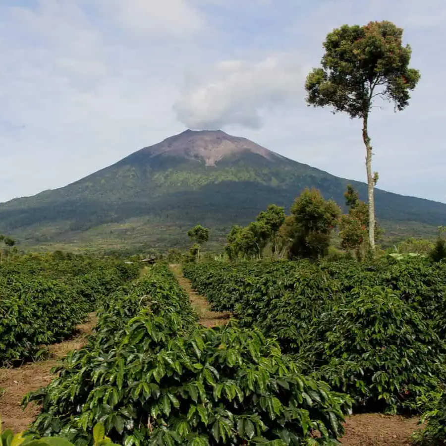 A scenic landscape of a lush green volcanic mountain under a cloudy sky, with rows of leafy coffee plants in the foreground and a tall tree on the right.