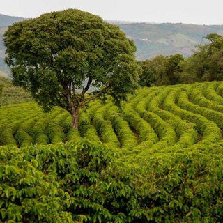 Winding coffee plantation in Tanzania with a large tree in the foreground