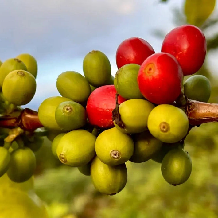 Close-up of Tanzanian coffee berries with red and green hues on a branch.