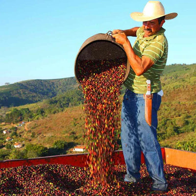 Man on a Briazil coffee farm pouring coffee beans from a large basket into a pile outdoors with a scenic background