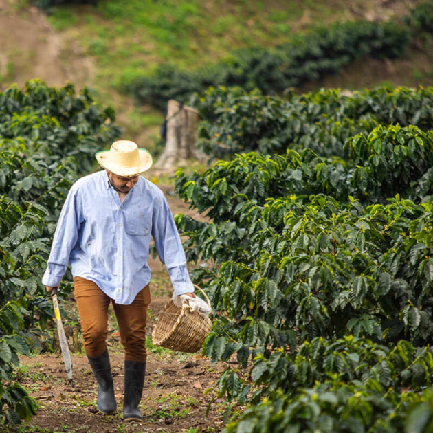 Man walking through a coffee plantation with a basket on a sunny day in Honduras