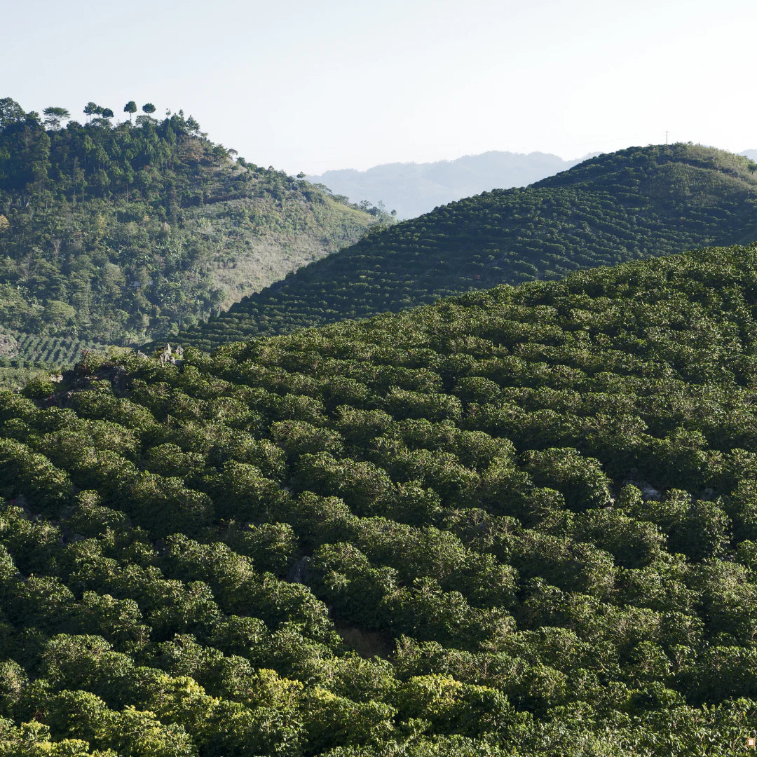 Highlands of Paraná and São Paulo coffee farm