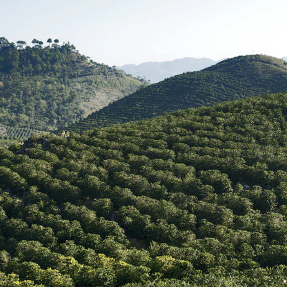 Highlands of Paraná and São Paulo coffee farm