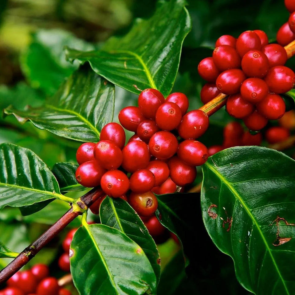 Red coffee berries on a branch with green leaves