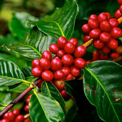 Red coffee berries on a branch with green leaves