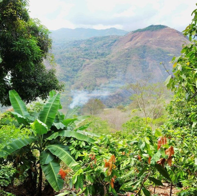 Tropical landscape in Peru with coffee plants and mountains in the background
