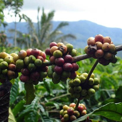 Clusters of unripe coffee cherries on a coffee plant branch in Sumatra, showing green, red, and brown tones against a blurred background of green foliage and distant mountains.