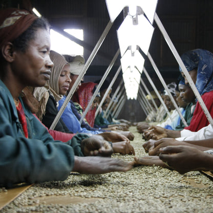 Workers sorting beans in a factory setting in Sumatra